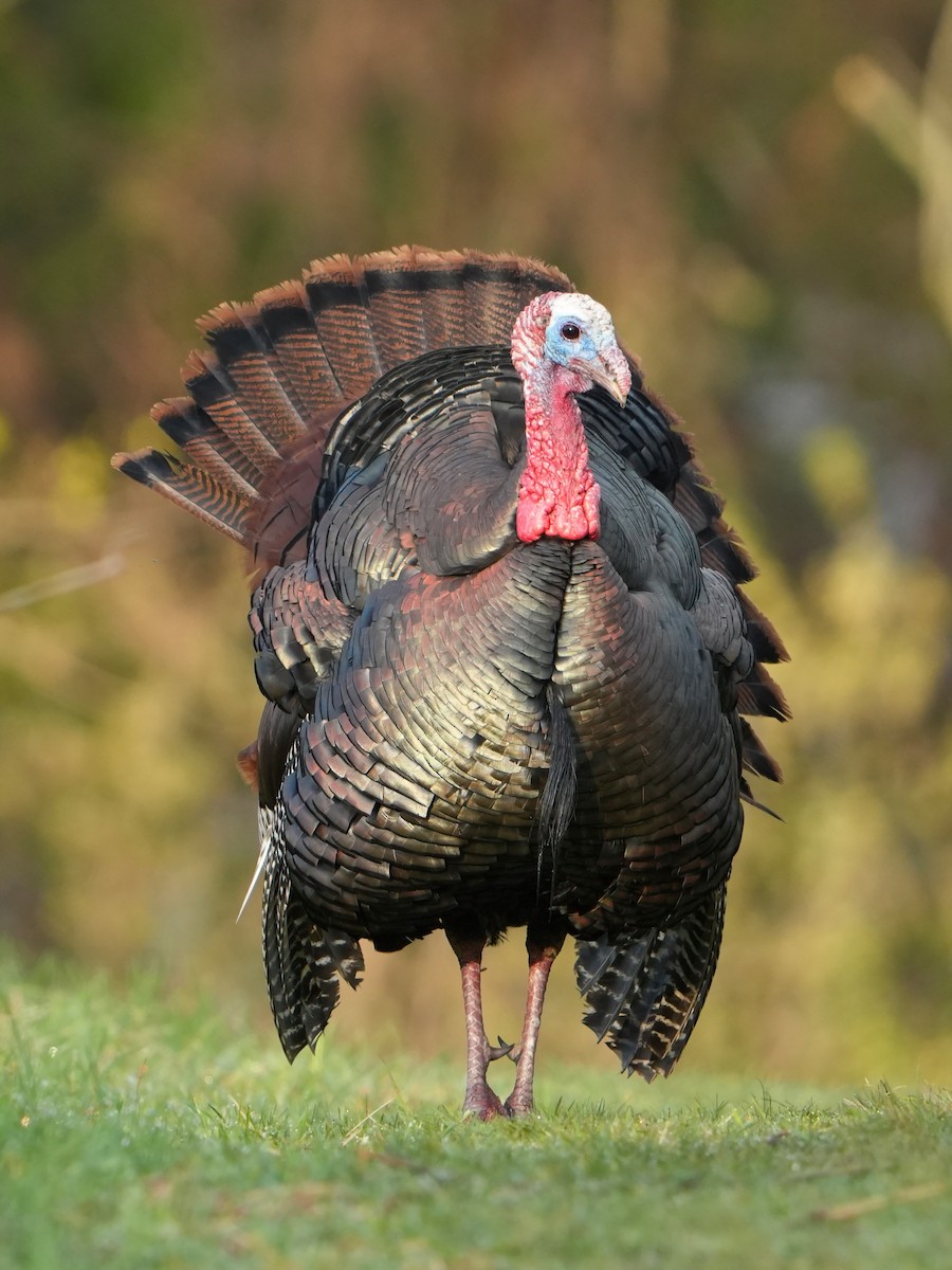 Wild Turkey - Troy Gorodess