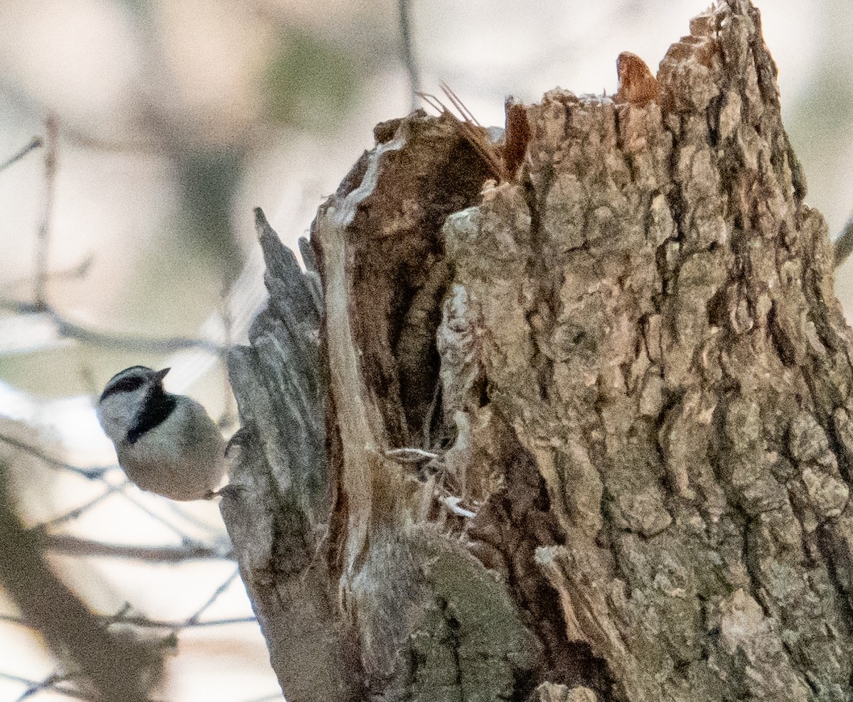 Mountain Chickadee - Jeff Goulding