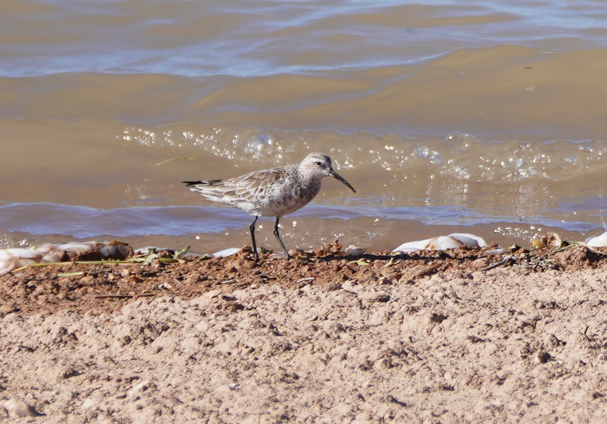 Curlew Sandpiper - Javier Train Garcia