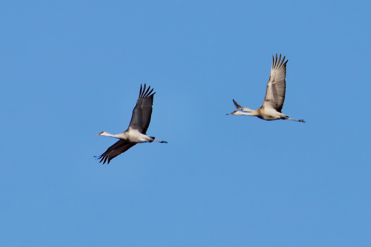 Sandhill Crane - ML617440486