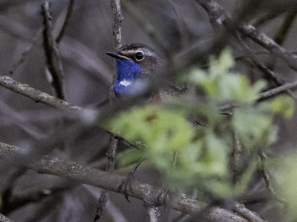 Gorgebleue à miroir (cyanecula/namnetum) - ML617440490