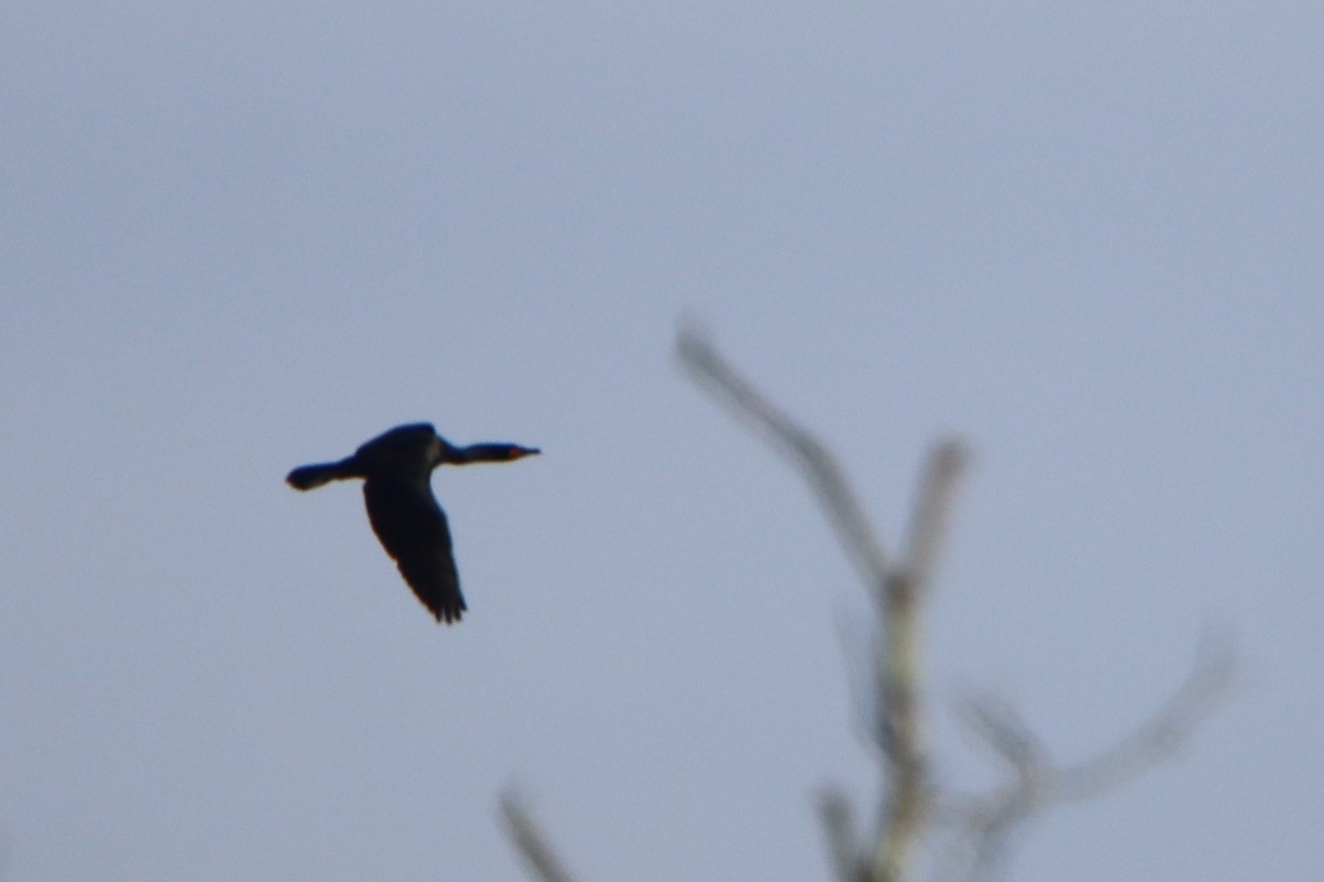 Double-crested Cormorant - ML617440510