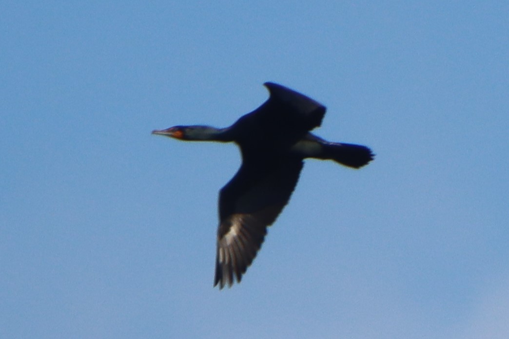 Double-crested Cormorant - ML617440515