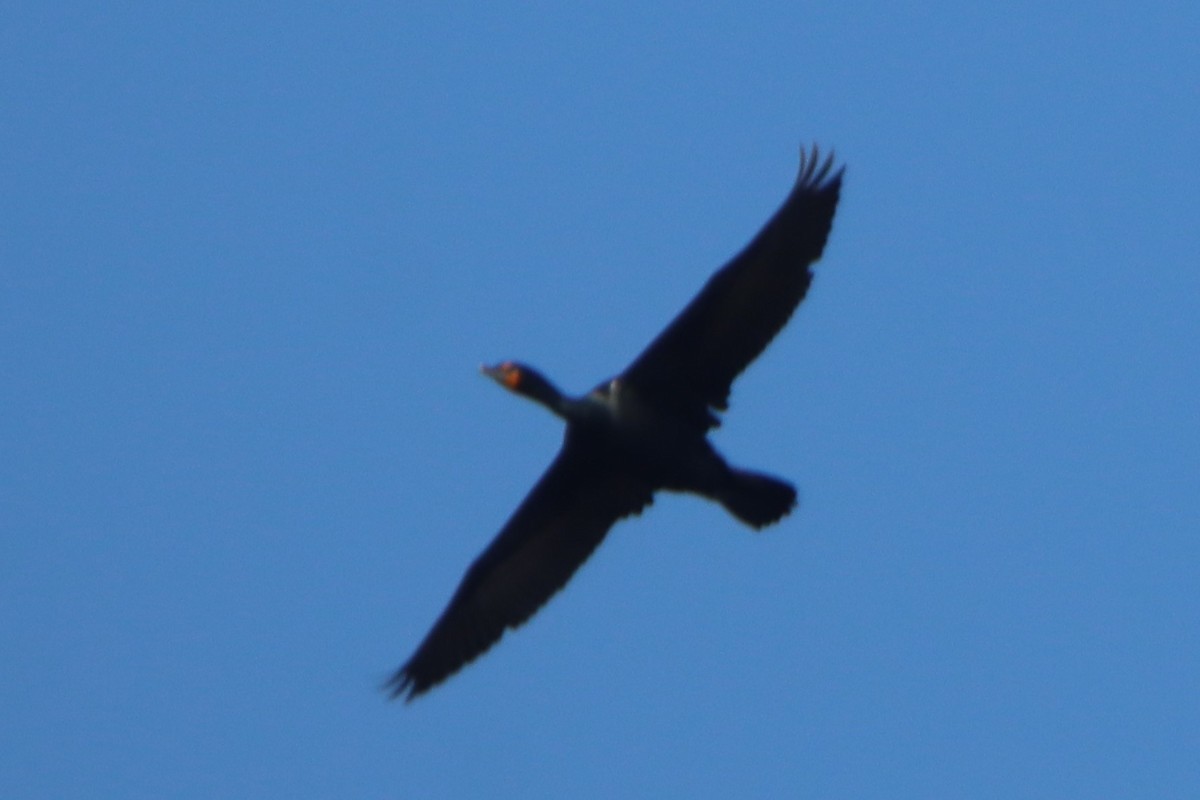 Double-crested Cormorant - ML617440518