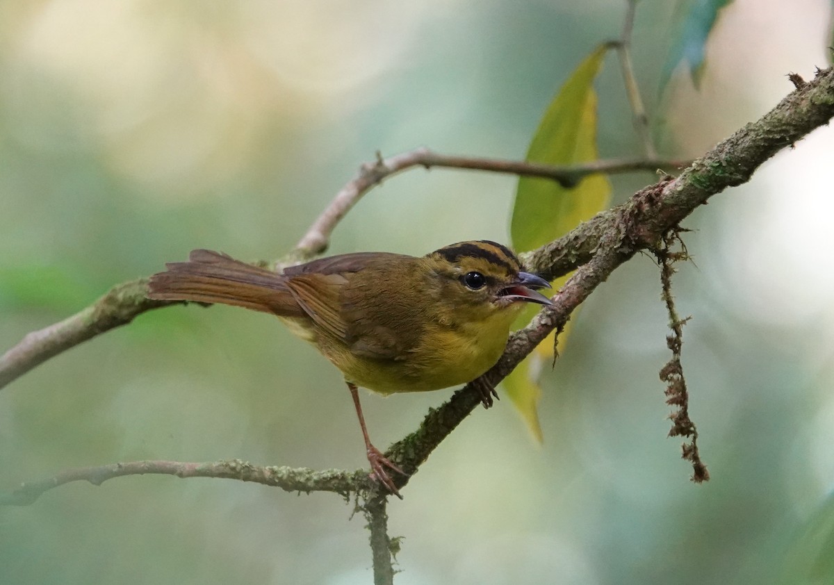 Choco Warbler - Juan Pablo Arboleda