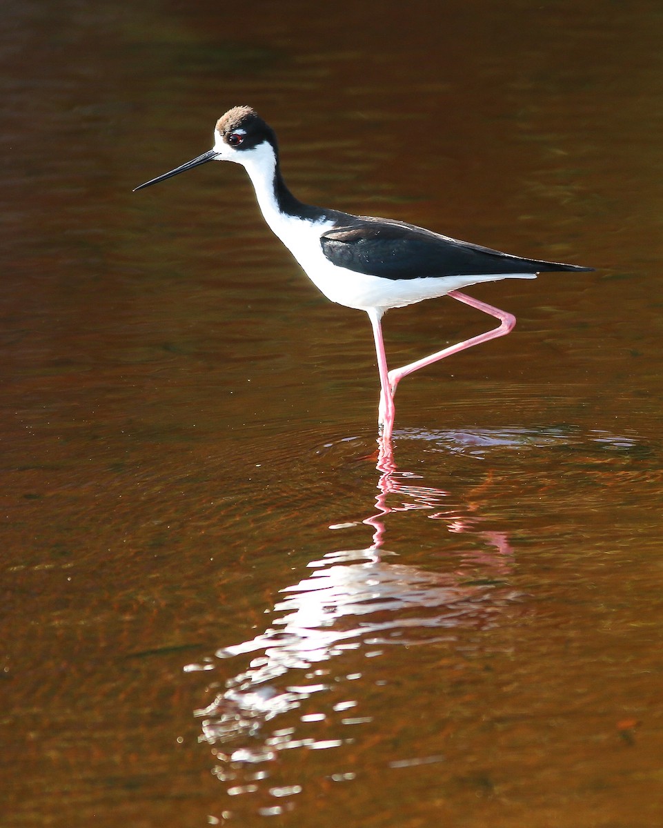 Black-necked Stilt - Brad Bergstrom