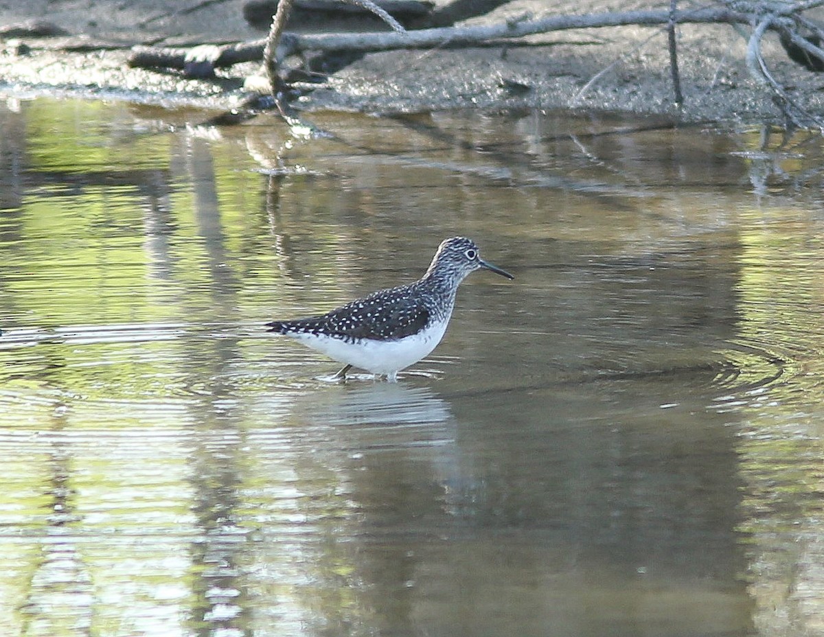 Solitary Sandpiper - ML617440595