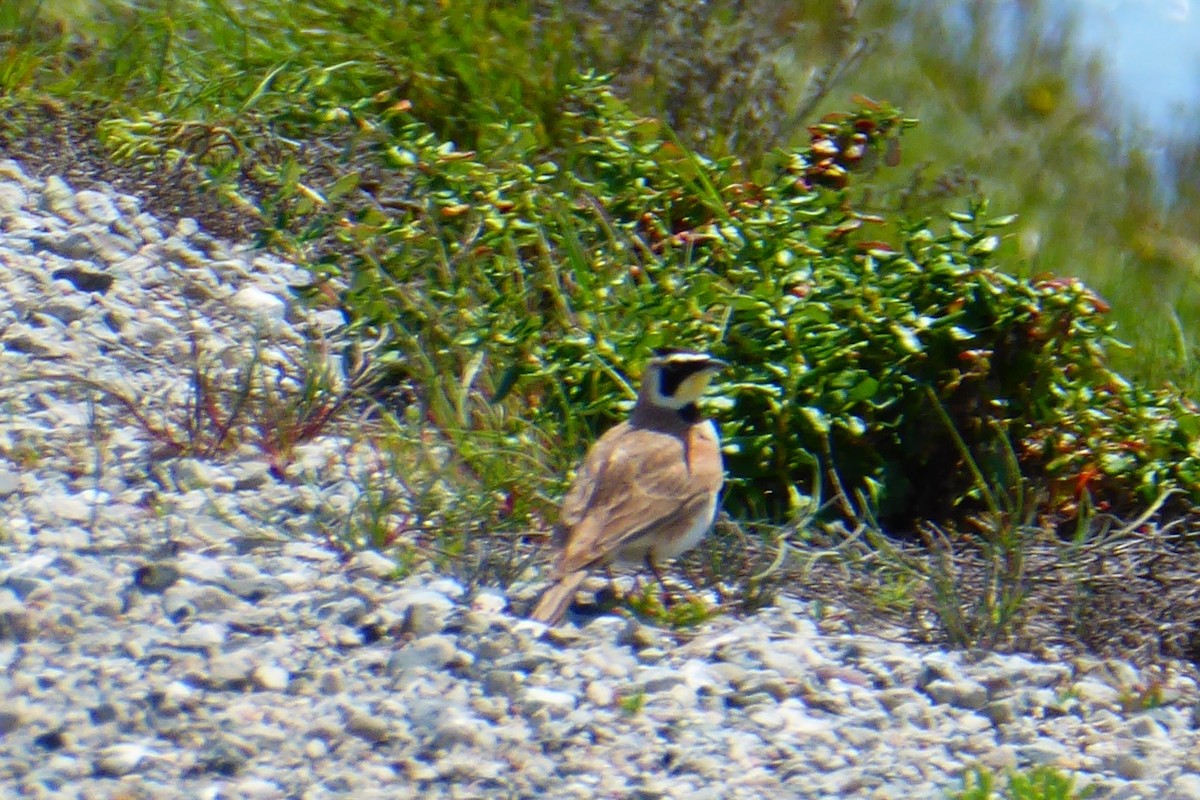 Horned Lark - Coleen Pidgeon