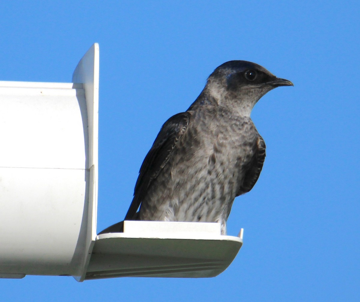 Purple Martin - ML617440616