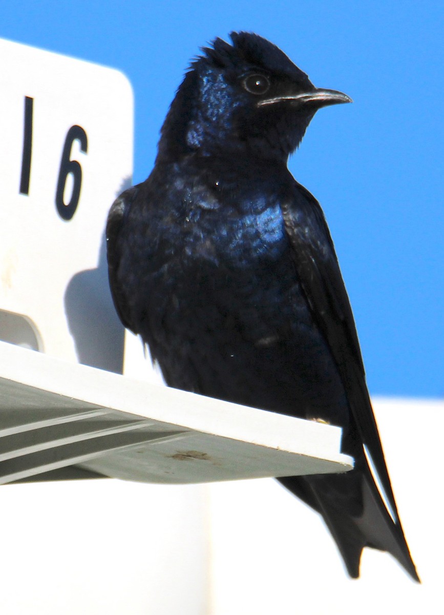 Purple Martin - ML617440617