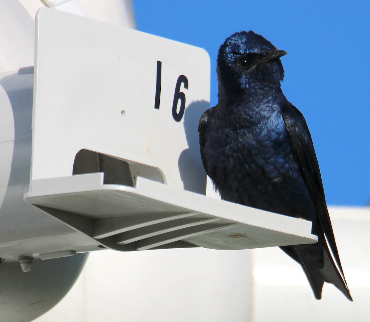Purple Martin - ML617440618