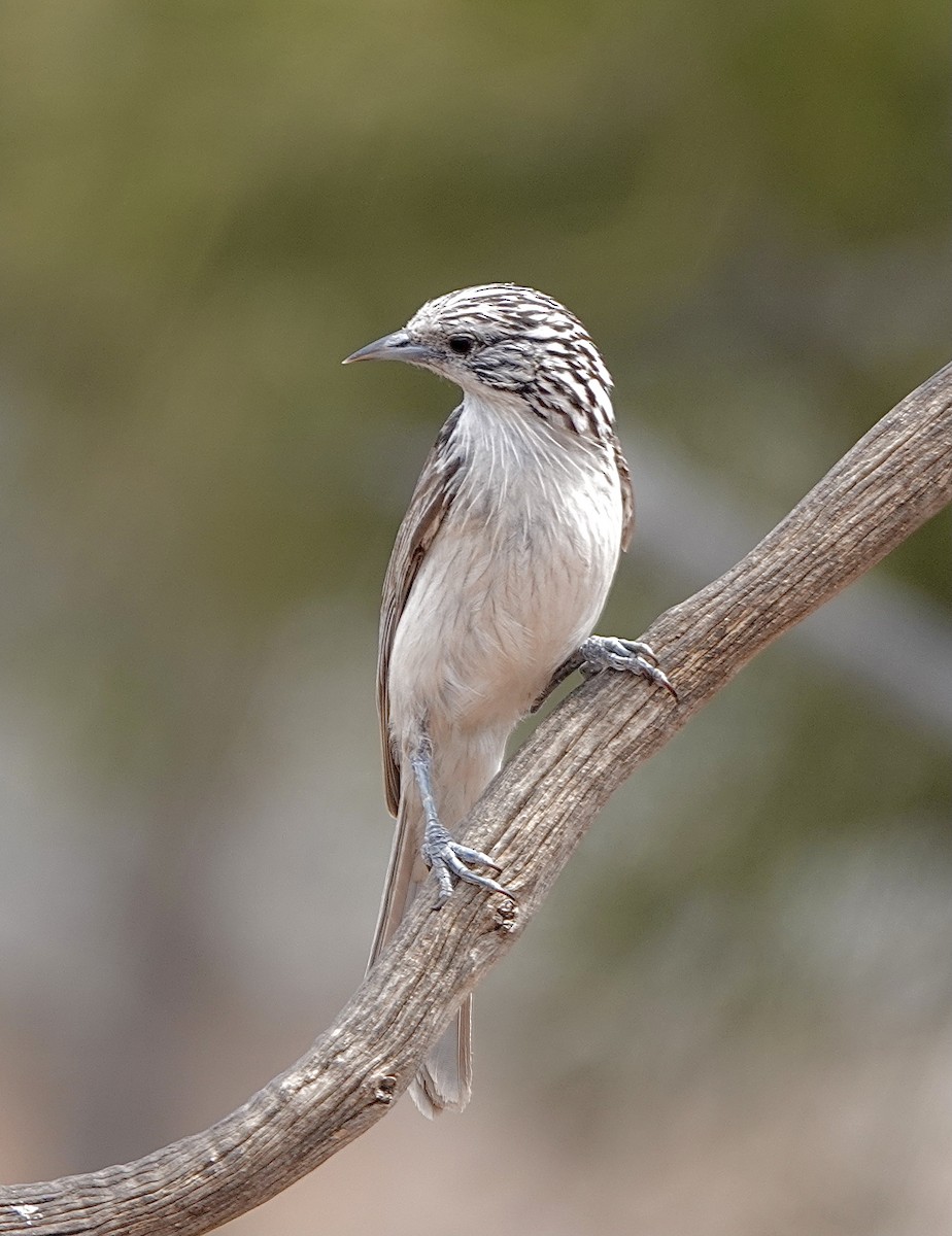 Striped Honeyeater - Howie Nielsen