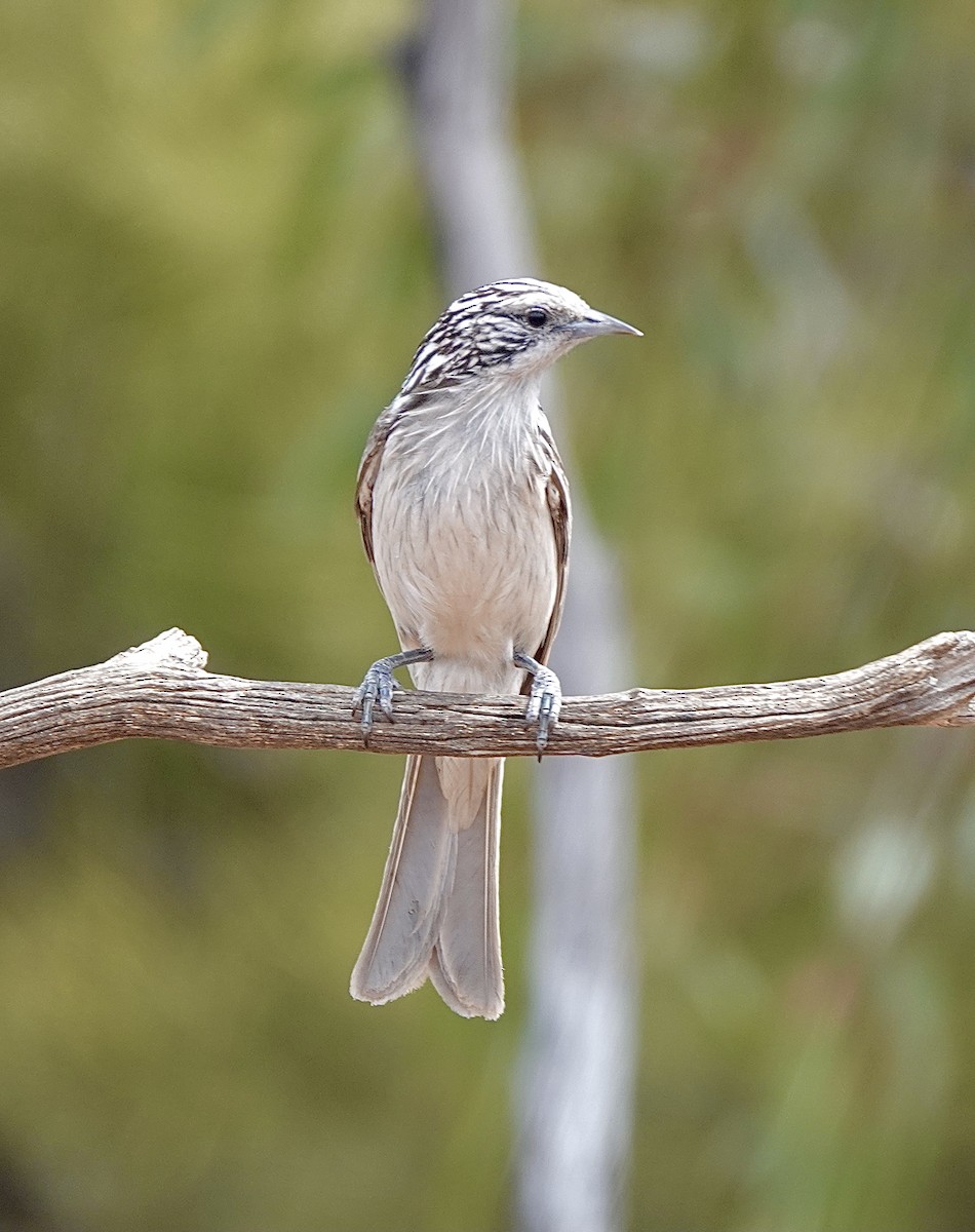 Striped Honeyeater - ML617440632