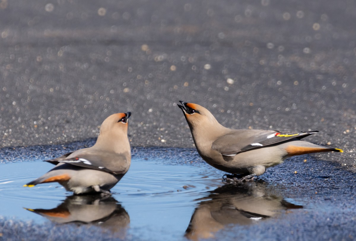 Bohemian Waxwing - Matt Watson