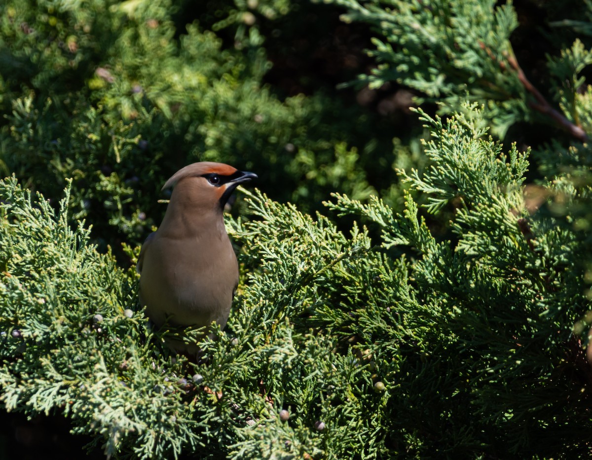 Bohemian Waxwing - ML617440644