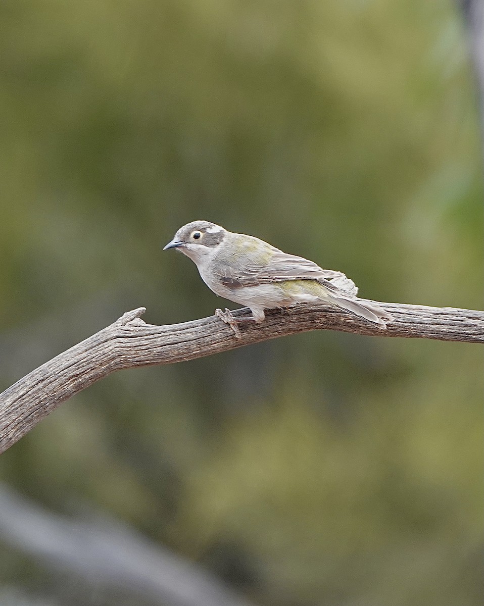 Brown-headed Honeyeater - ML617440645