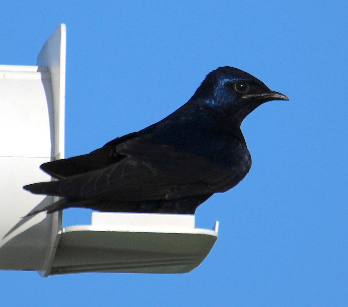 Purple Martin - ML617440669