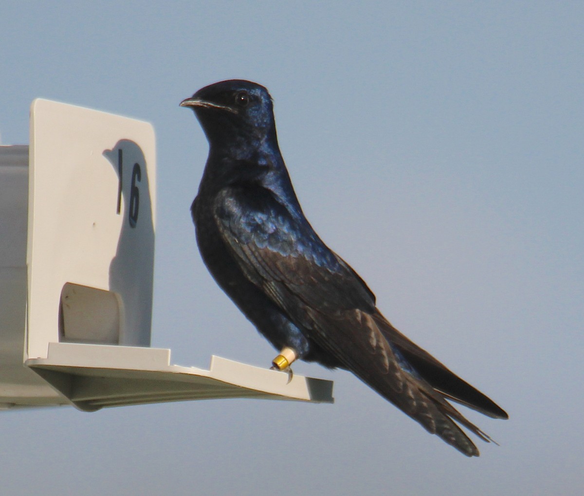 Purple Martin - ML617440670