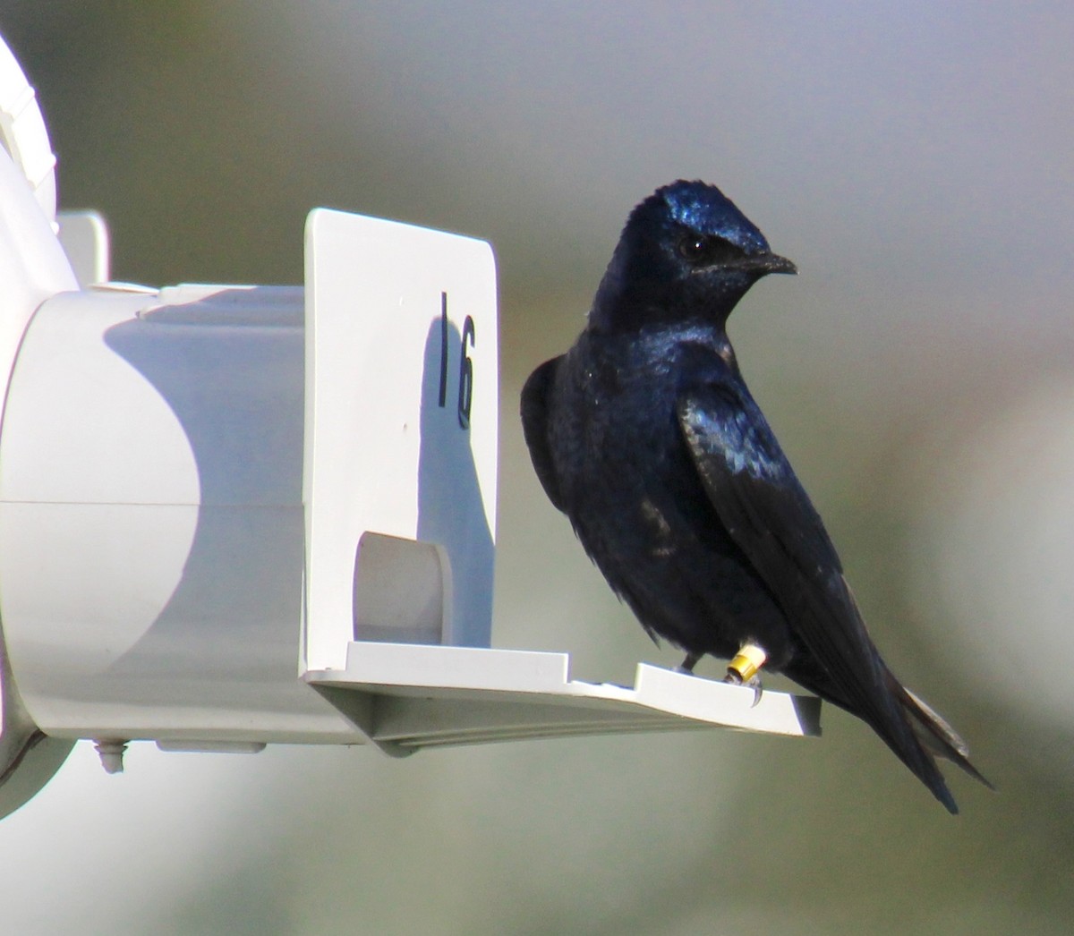 Purple Martin - ML617440671