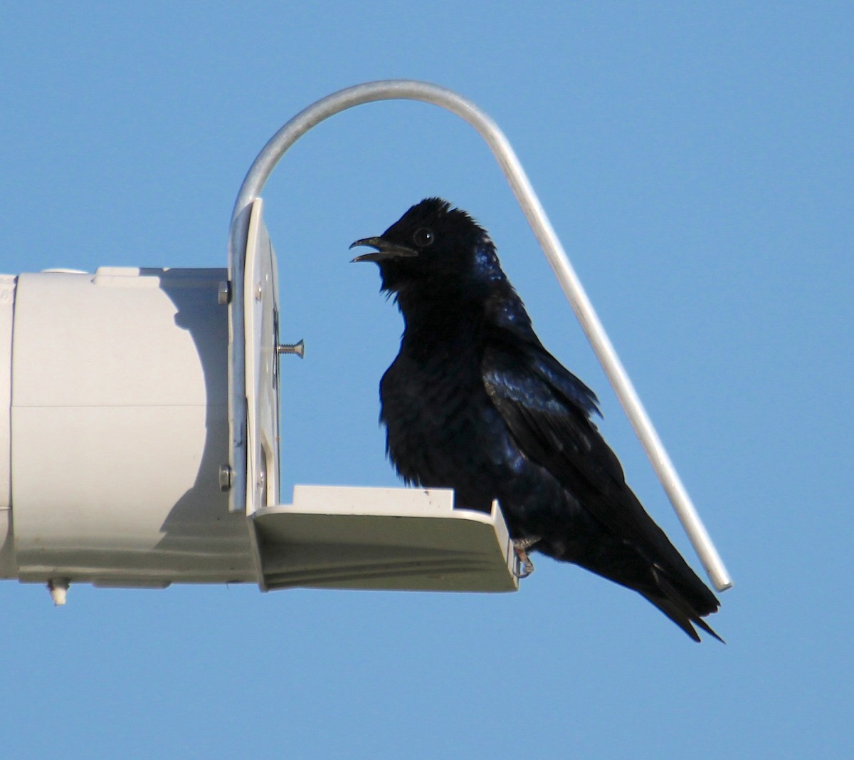 Purple Martin - ML617440672