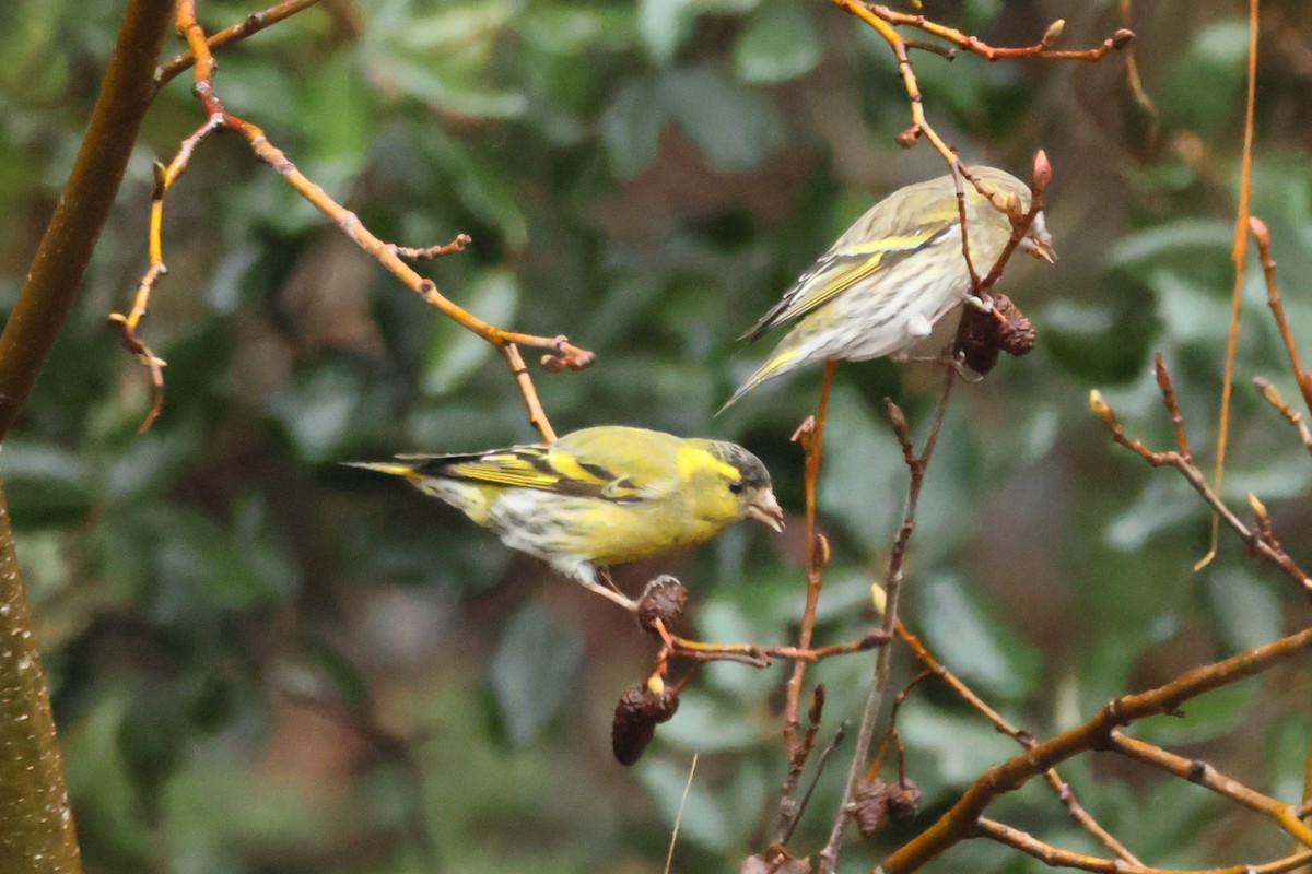 Eurasian Siskin - ML617440761