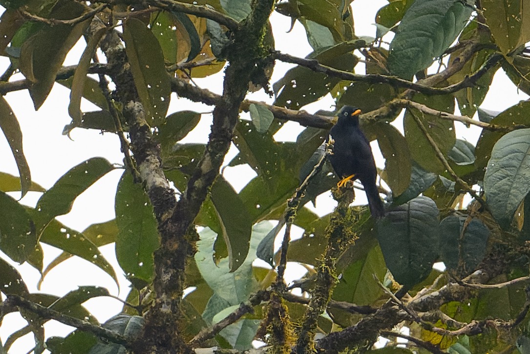 Pale-eyed Thrush - ML617440762