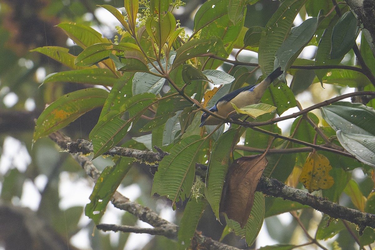 Fawn-breasted Tanager - Graham Gerdeman