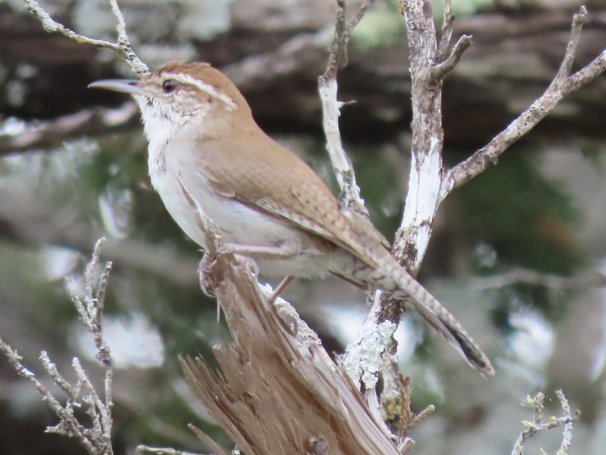 Bewick's Wren - ML617440792