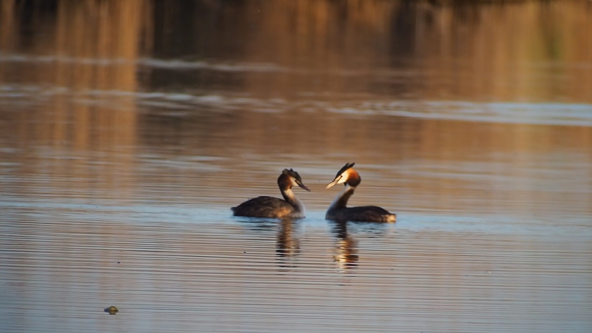 Great Crested Grebe - ML617440793
