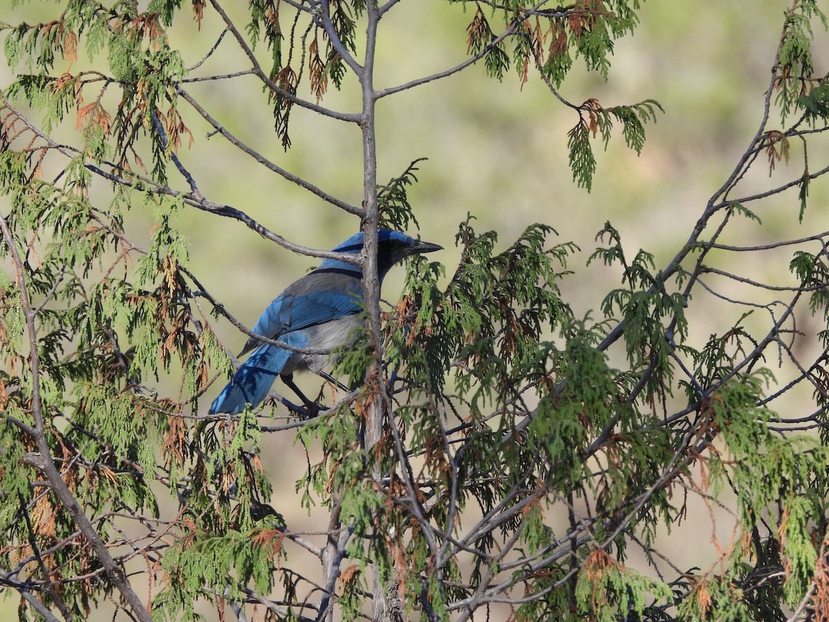 Woodhouse's Scrub-Jay - ML617440855