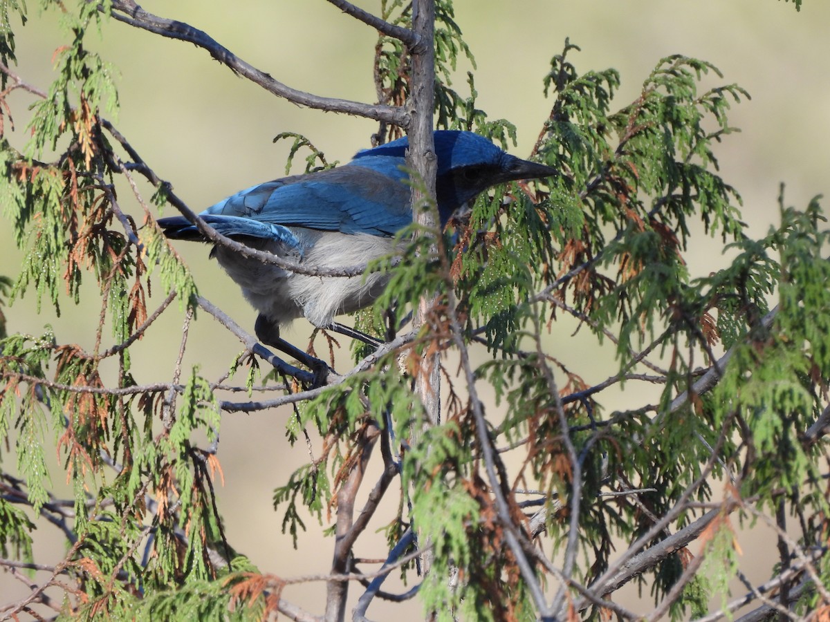 Woodhouse's Scrub-Jay - ML617440856