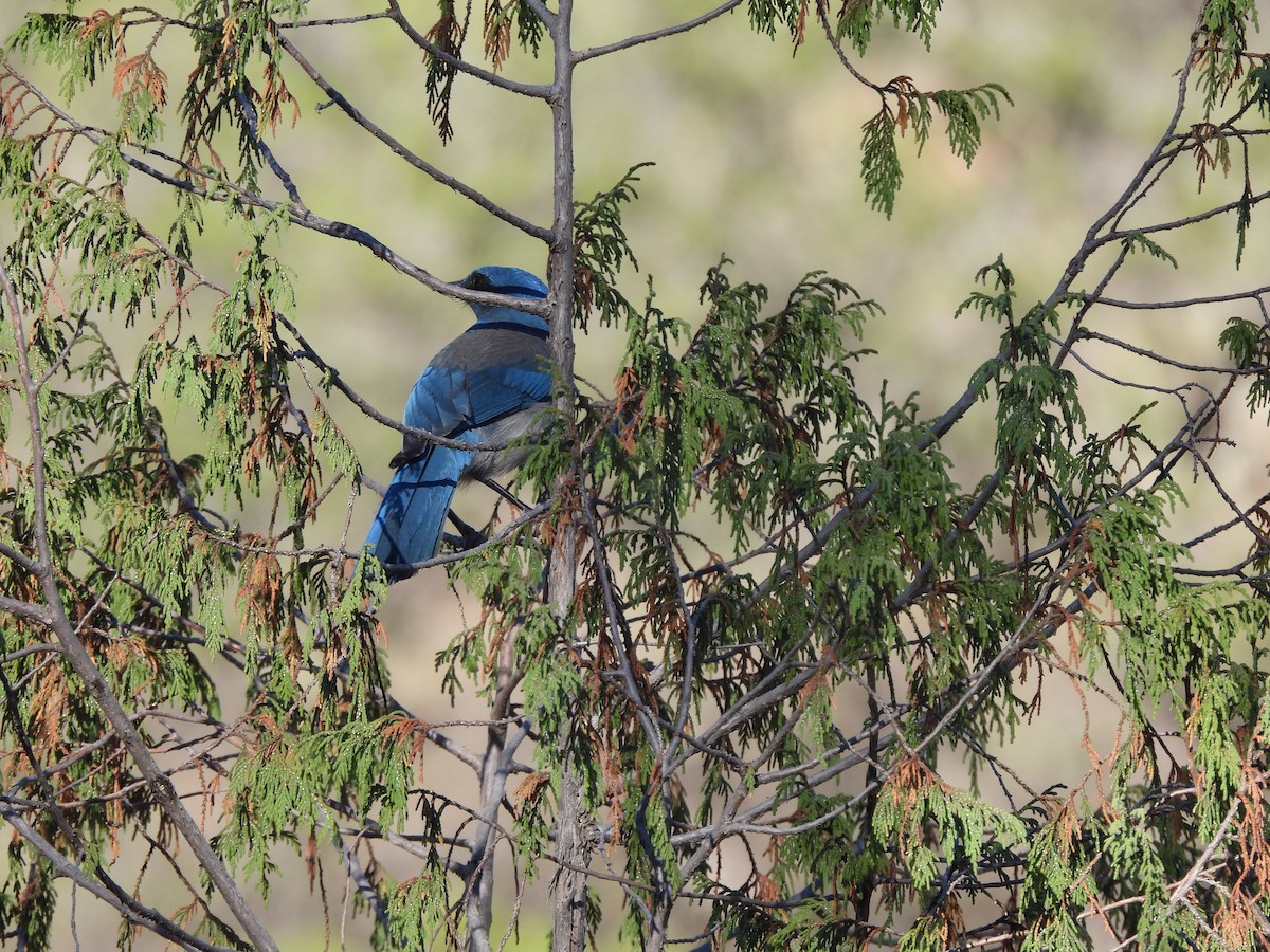 Woodhouse's Scrub-Jay - ML617440858