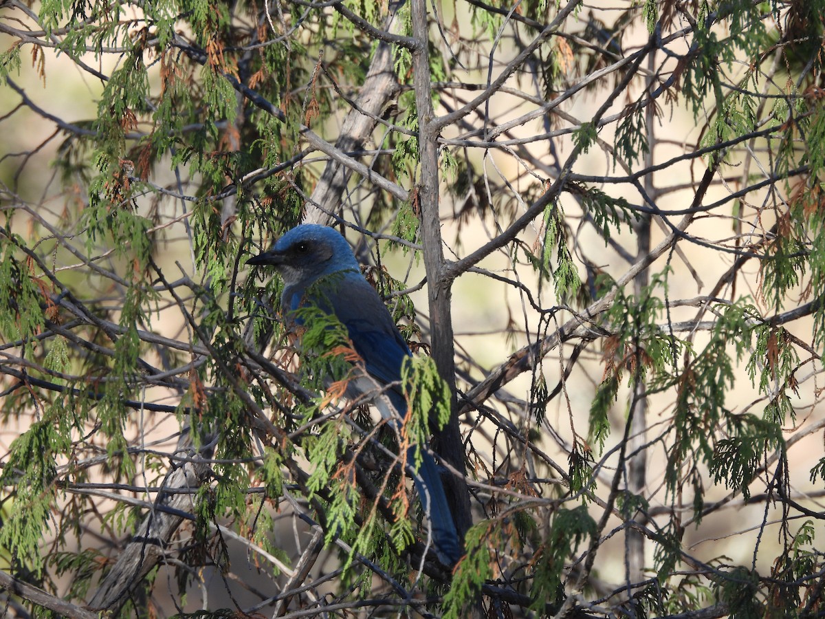 Woodhouse's Scrub-Jay - Bosco Greenhead