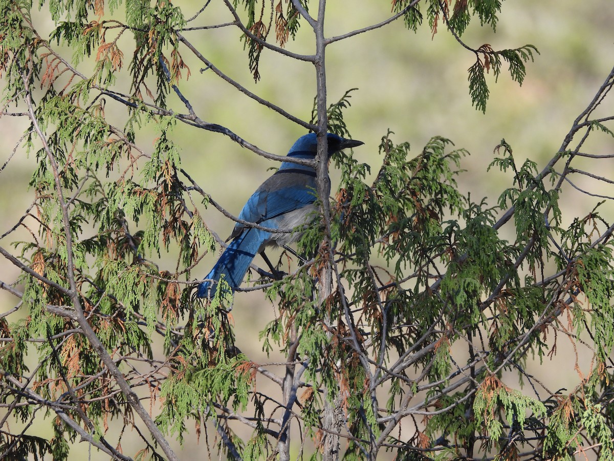 Woodhouse's Scrub-Jay - ML617440860