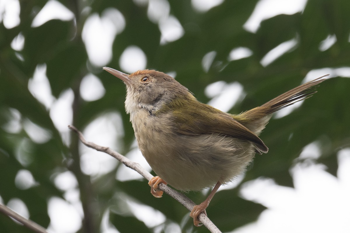 Rotstirn-Schneidervogel - ML617440861