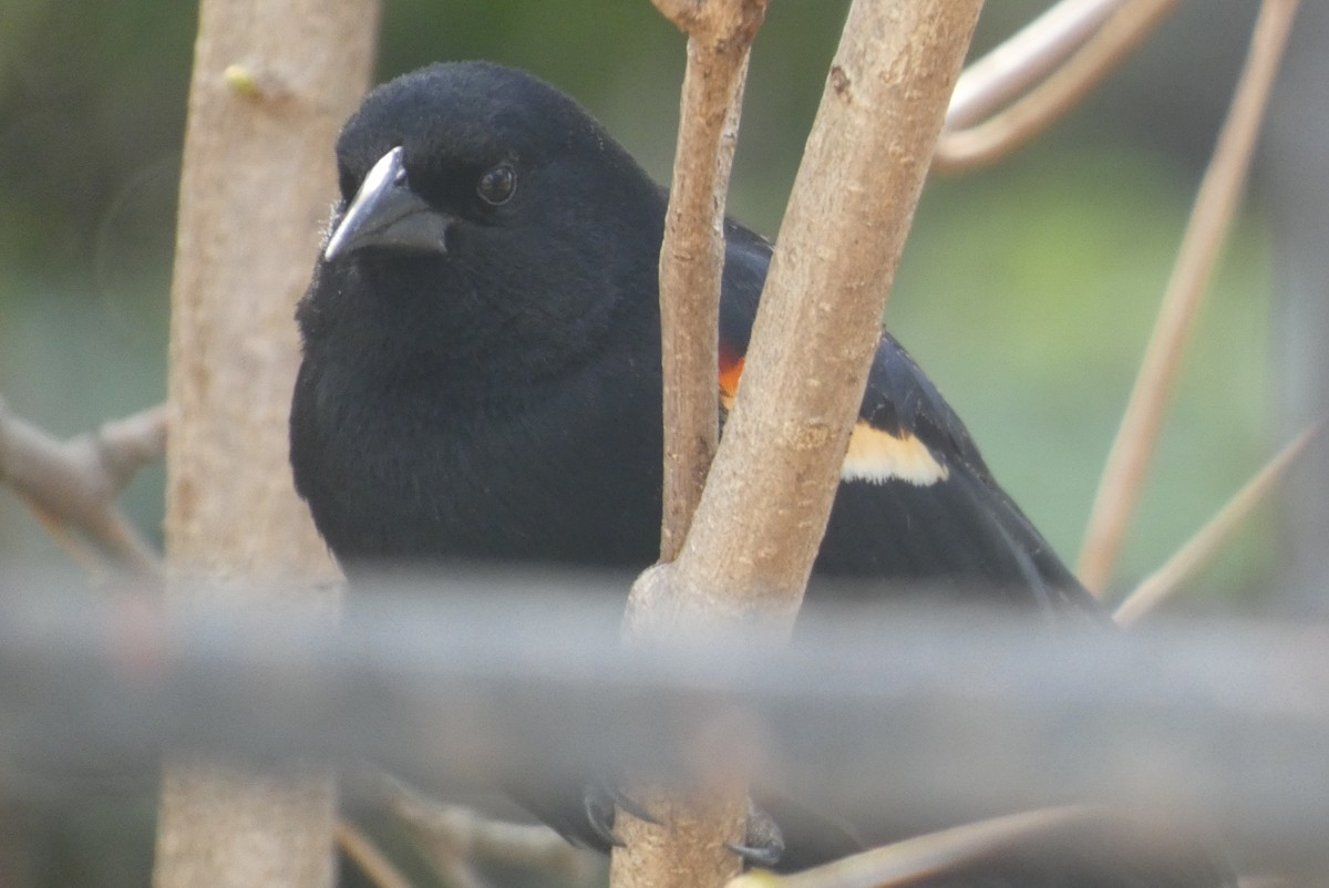 Red-winged Blackbird - ML617440881