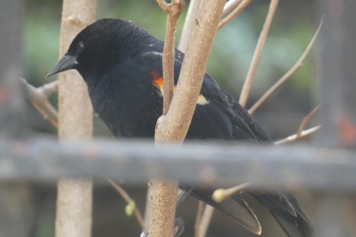 Red-winged Blackbird - ML617440883