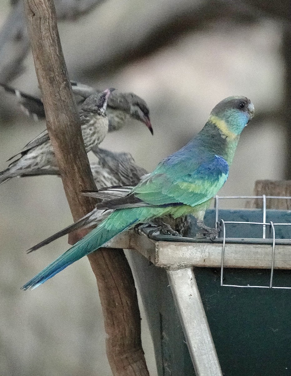 Australian Ringneck - Howie Nielsen