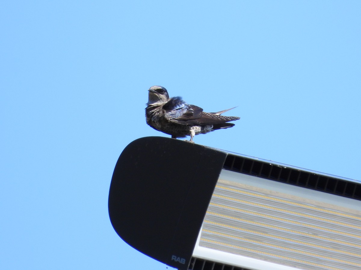 Purple Martin - ML617440920