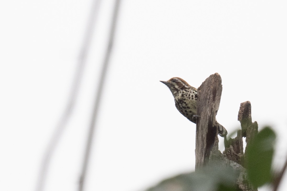 Speckled Piculet - ML617440931