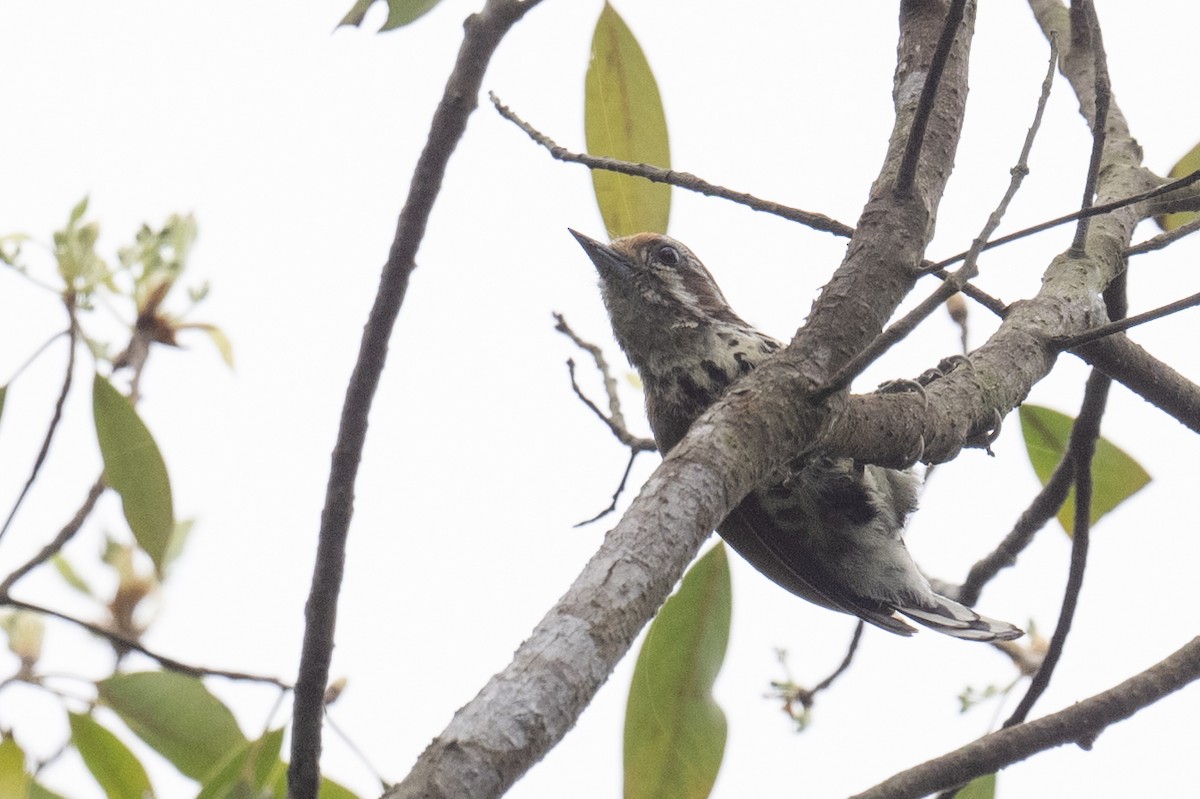 Speckled Piculet - ML617440937