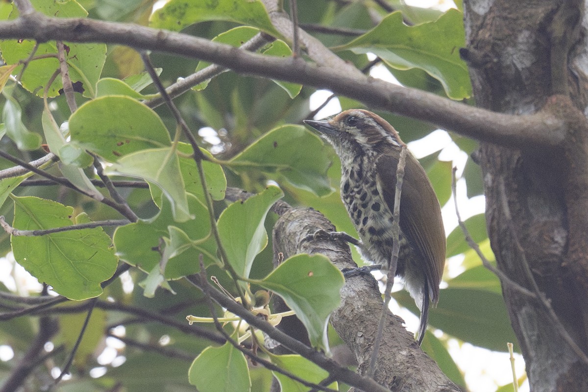 Speckled Piculet - ML617440940