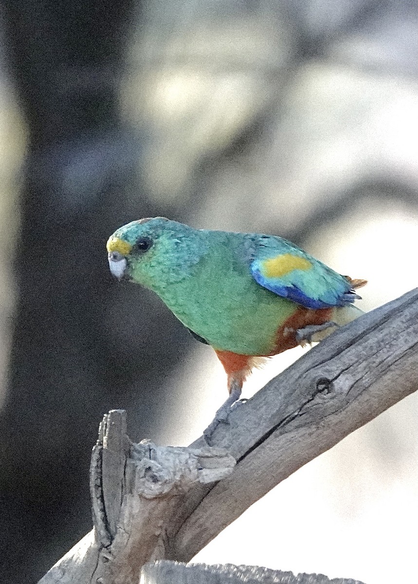 Разноцветный попугайчик - ML617440945