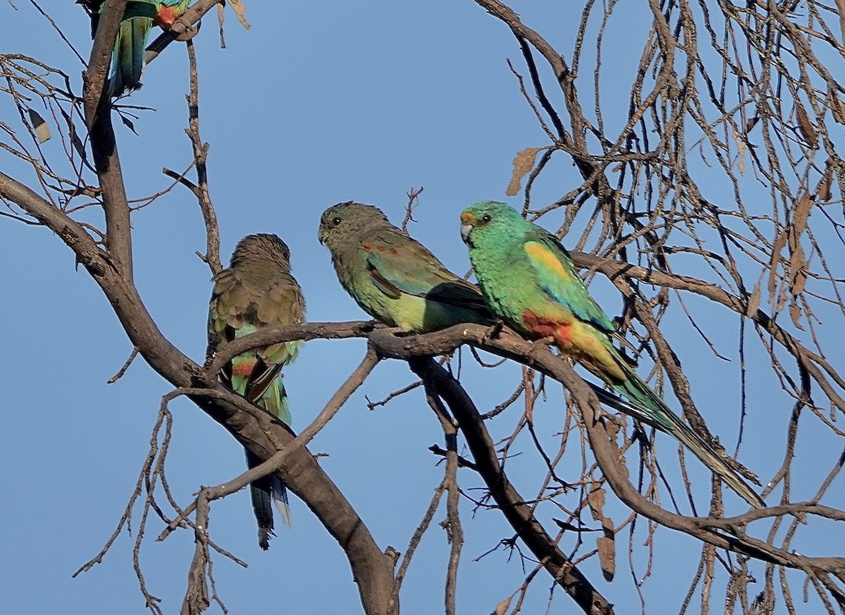 Mulga Parrot - ML617440947