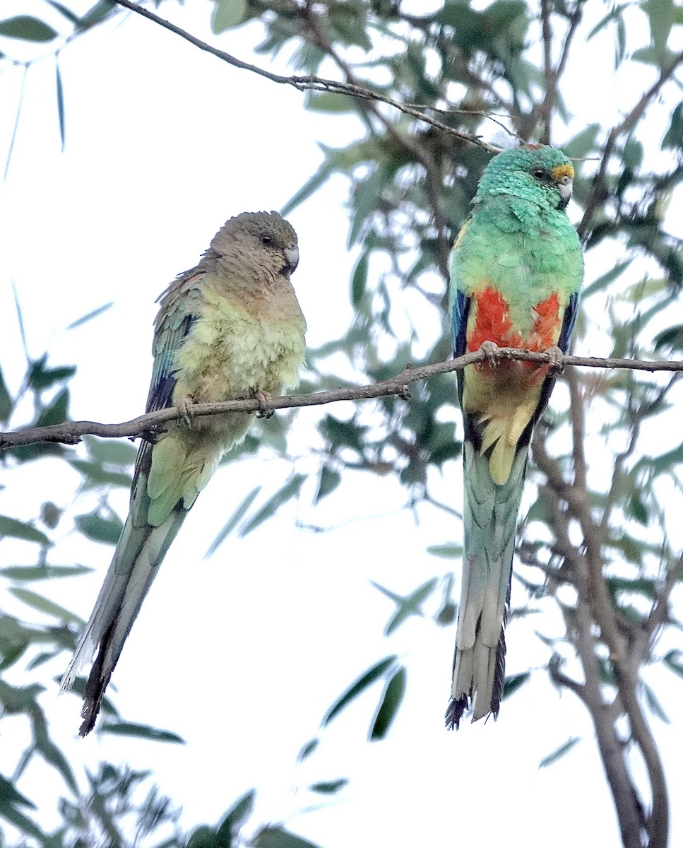 Mulga Parrot - ML617440948