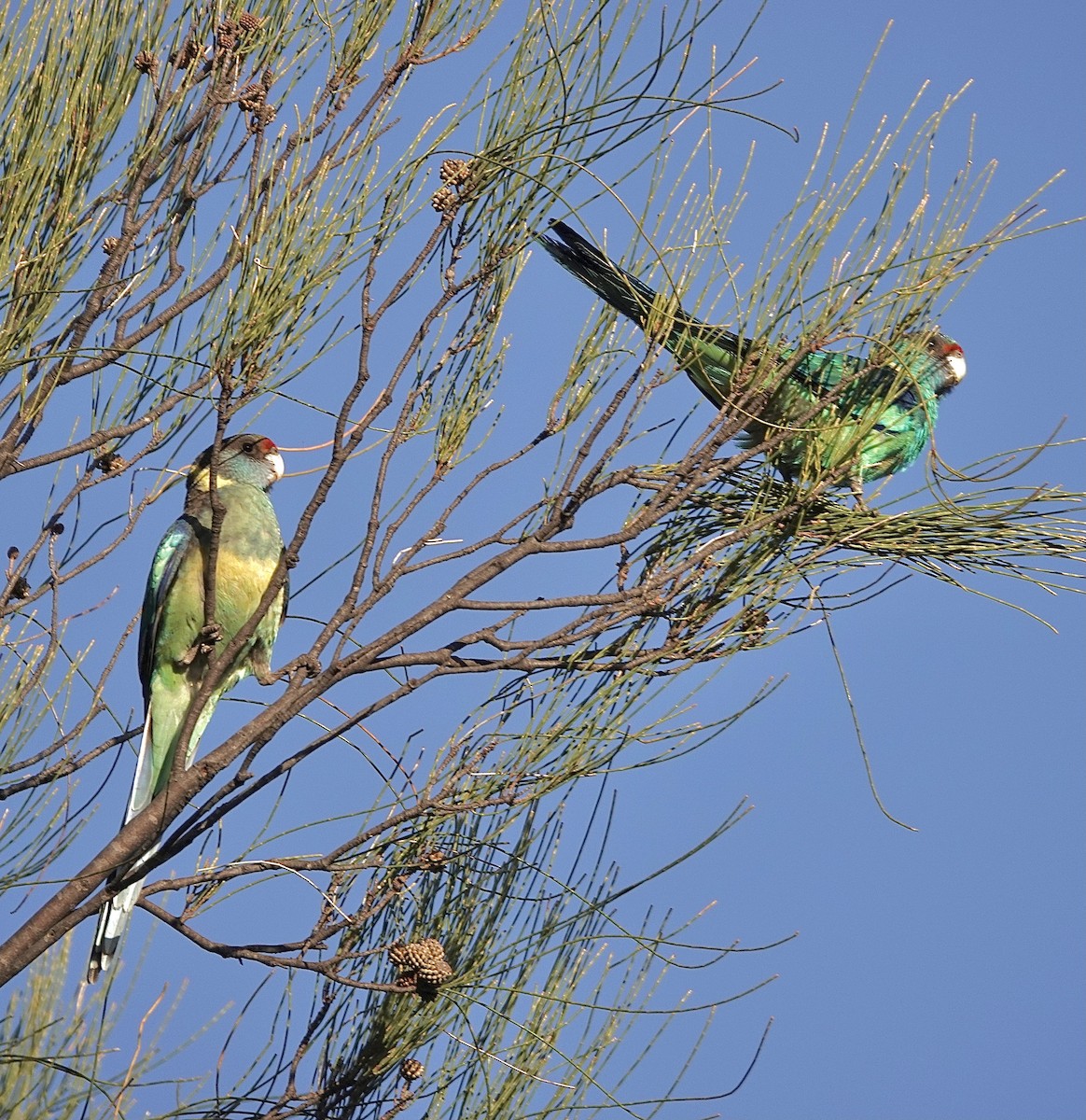 Mulga Parrot - ML617440949