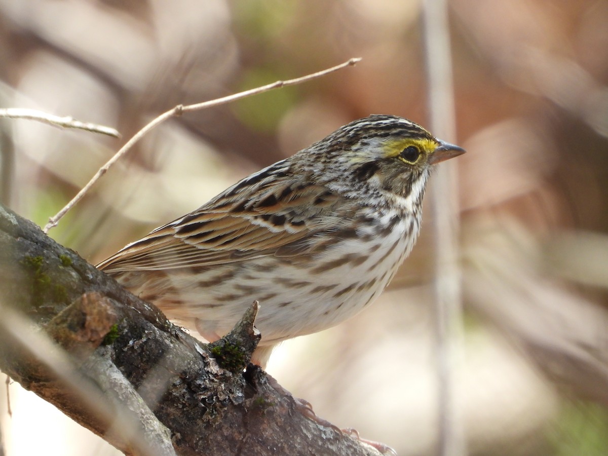 Savannah Sparrow - Jeff Fengler