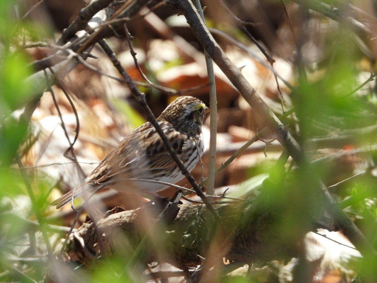 Savannah Sparrow - ML617440958