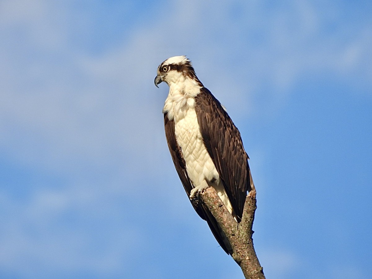 Águila Pescadora - ML617440968