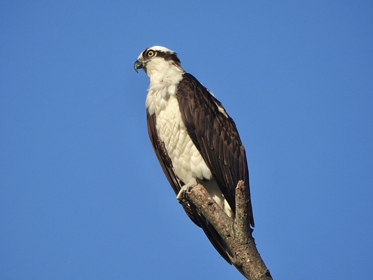 Águila Pescadora - ML617440969